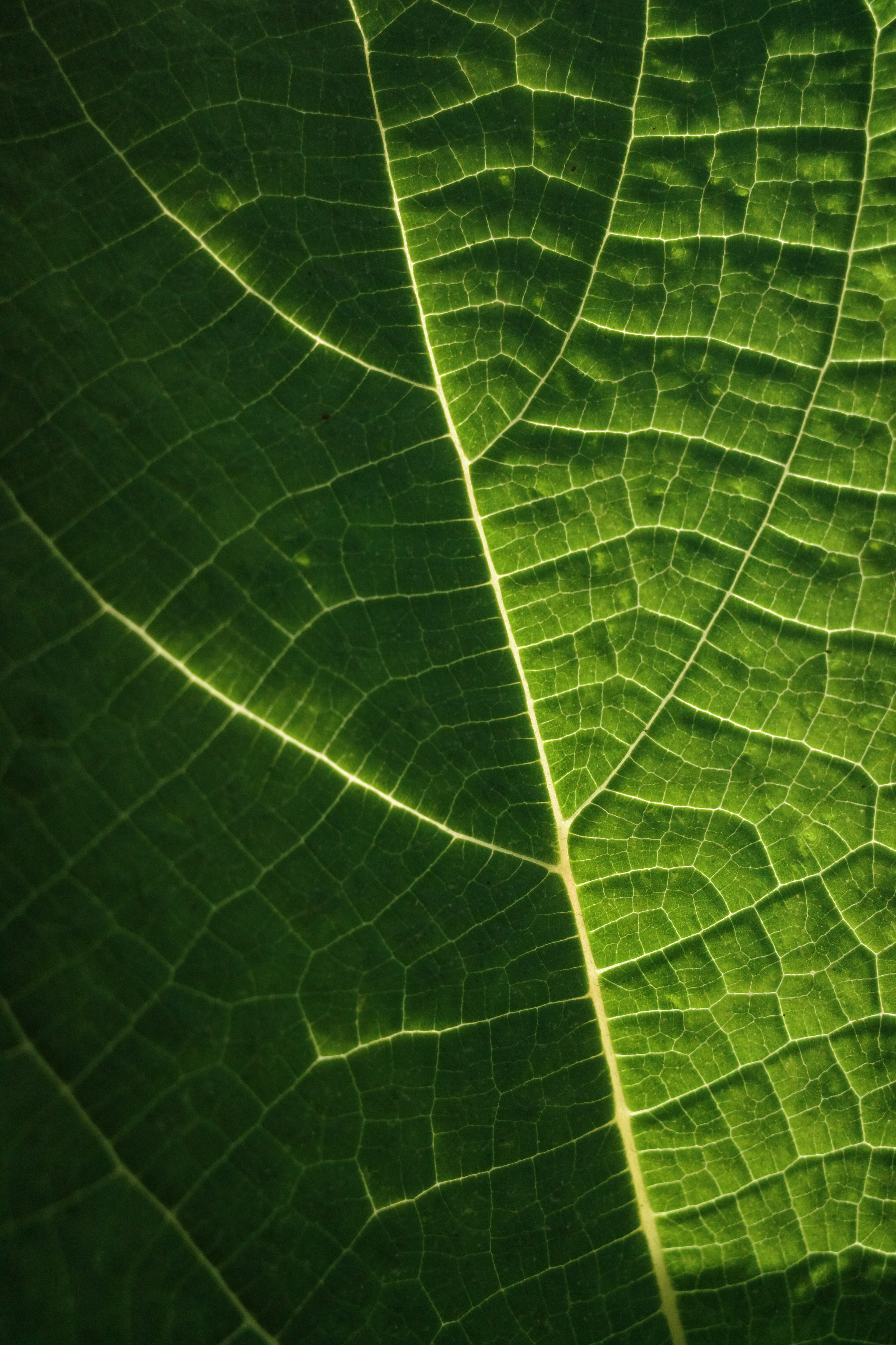 Details of a ramie leaf