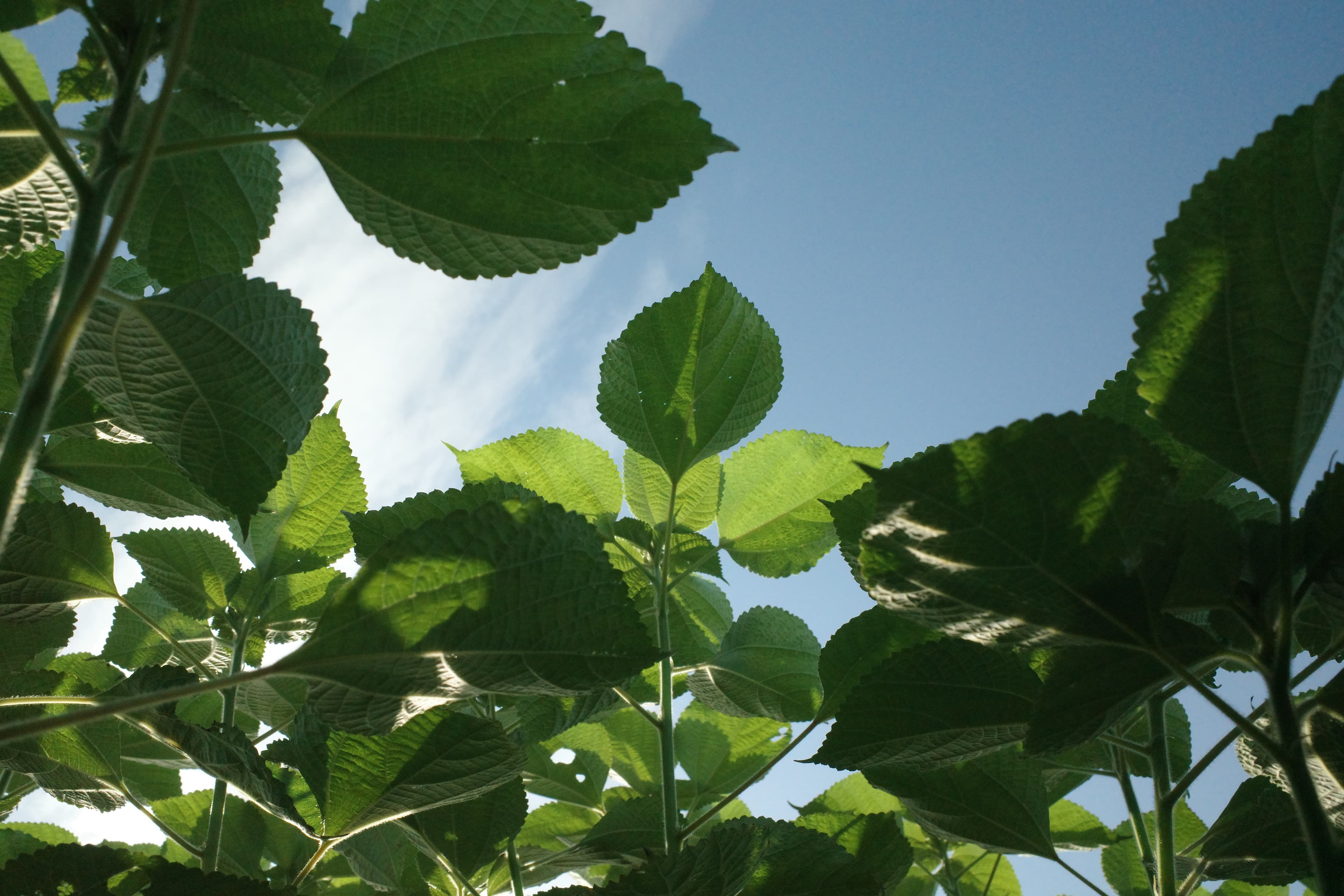 Ramie plant