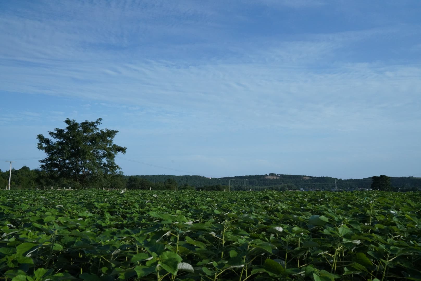 Ramie field in Zitong, Sichuan Province