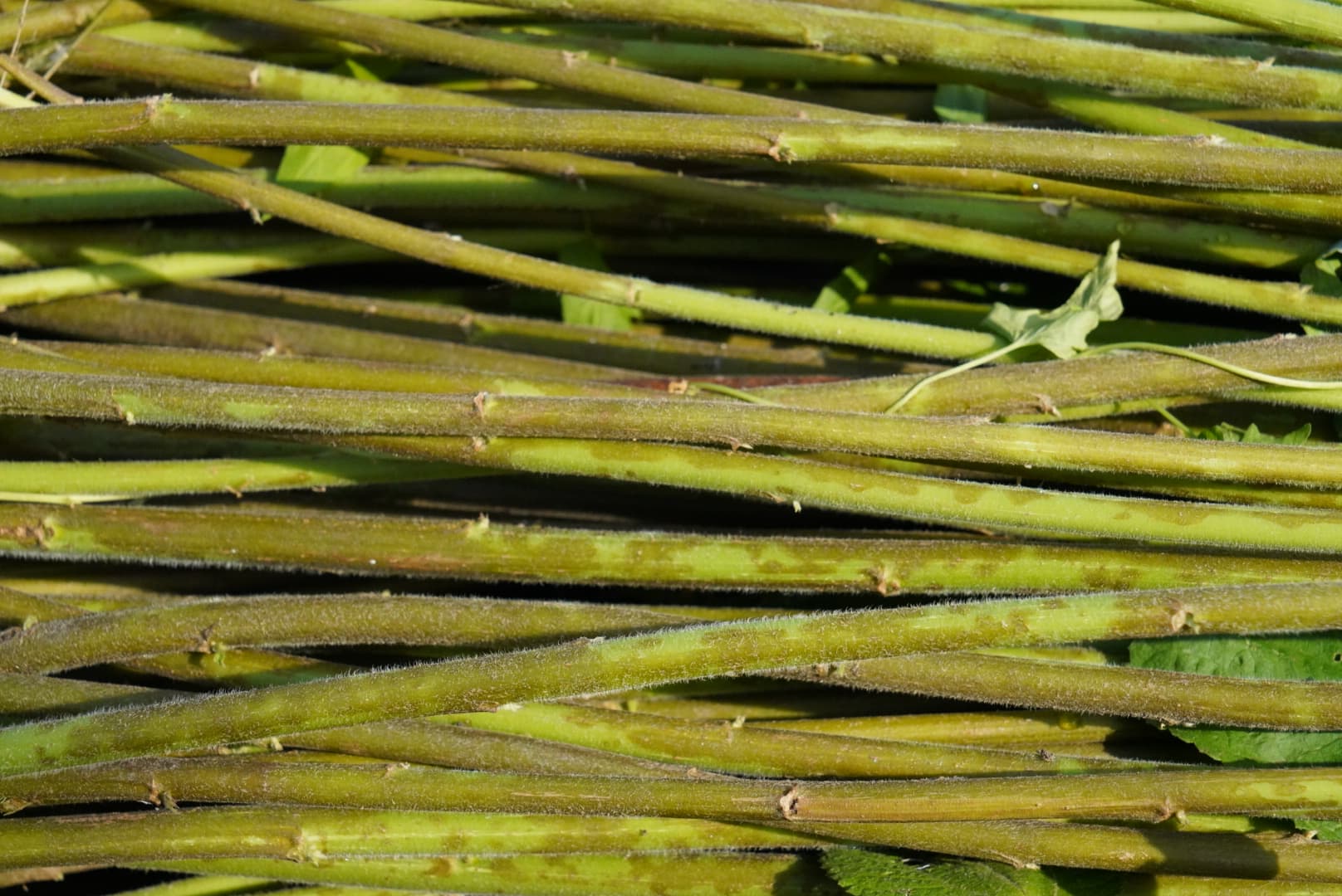 Raw ramie