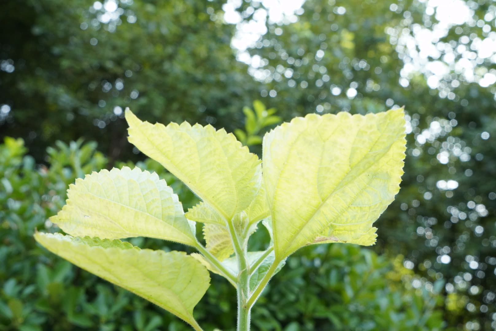 Ramie plant