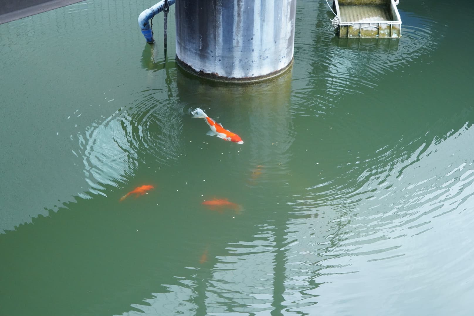 Fish swimming in recycled water